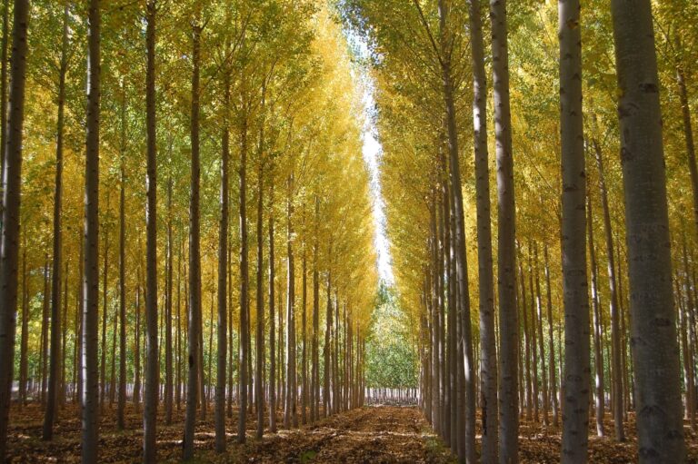 Congreso Forestal en Mendoza | Habrá más de 23 eventos paralelos, entre simposios, mesas temáticas y presentaciones especiales