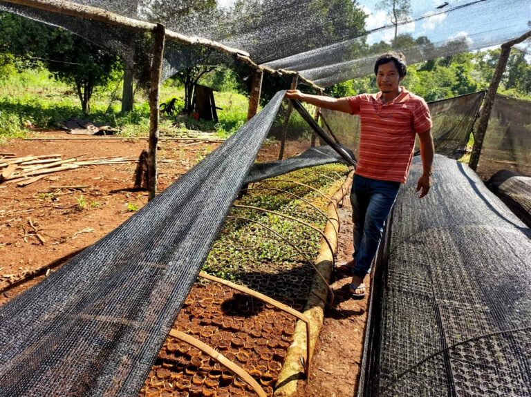 Misiones: construyó un pequeño vivero de plantines de yerba mate para facilitar el acceso a la comunidad Mbyá Kaaguy Pora y a pequeños productores
