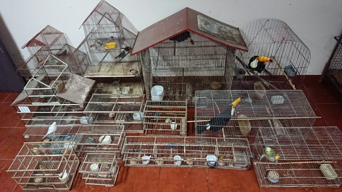 Jujuy: en operativo ambiental de tráfico ilegal rescataron 24 aves de la fauna autóctona