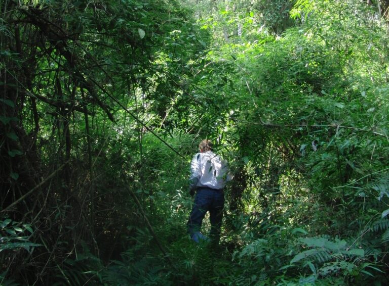 Gestión forestal | Profesionales debatieron sobre la experiencia en Manejo Naturalista de bosques en Misiones