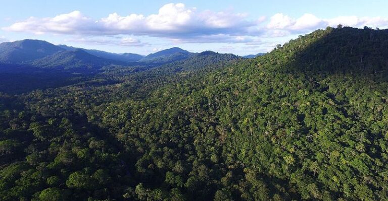 El Bosque Atlántico de Brasil está camino a recuperar más de 15 millones de hectáreas de tierras antes degradadas gracias a una técnica costo-efectiva: la regeneración natural