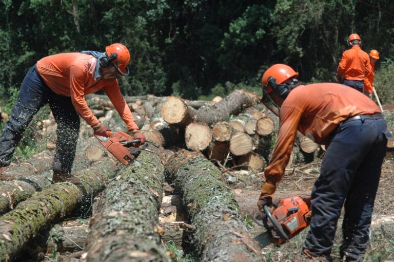 Prevención en el trabajo de la Producción Forestal: nuevas publicaciones sobre recomendaciones en la actividad