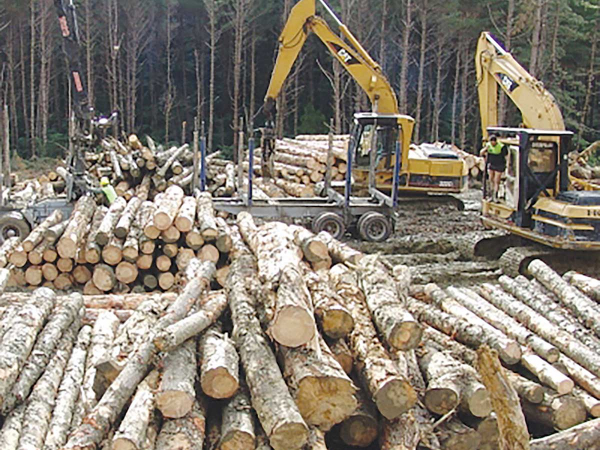 Nueva Zelanda: crearon sociedad para el aprovechamiento de biomasa, aumentar el valor de la propiedad forestal y crear nuevos empleos regionales