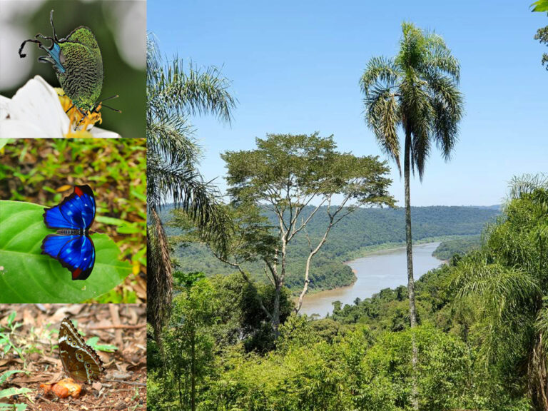 Más de mil mariposas de la Selva Misionera ya fueron registradas en el paraíso de la Reserva Natural «Tekorendá»