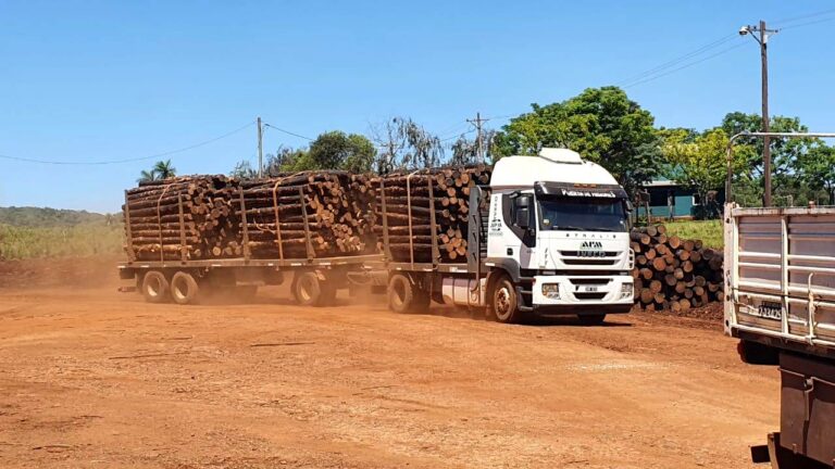 Advierten que si la industria no se radica cerca de los bosques se dejará de plantar en varios sectores de la región mesopotámica