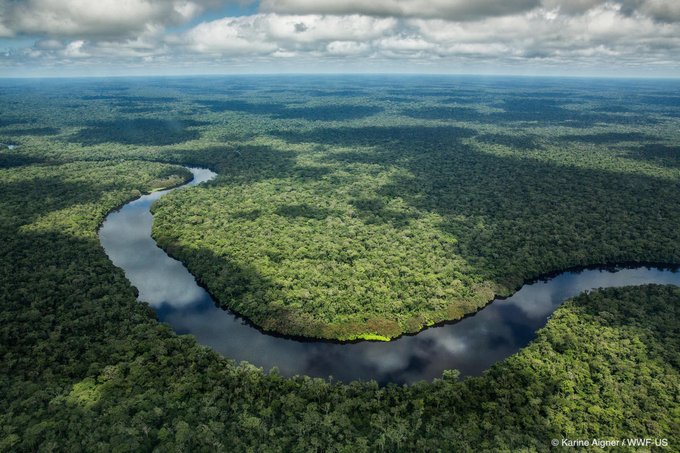 Un estudio inédito muestra cómo hacen frente al cambio climático los bosques del patrimonio mundial de la UNESCO