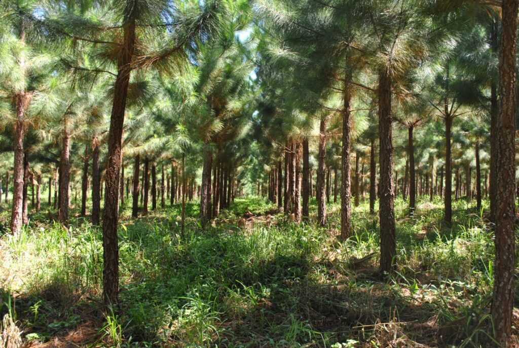 Genética forestal | Pindó, una historia de crecimiento movilizada por su espíritu pionero en investigación y una fuerte pasión por la innovación