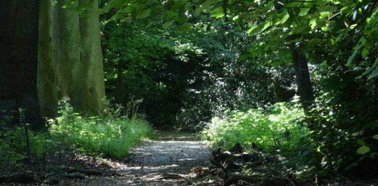 Hace 150 años Charles Darwin inspiraba un cambio en la forma en que se plantan los bosques