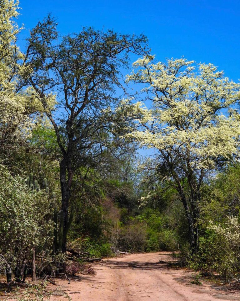 Chaco: florecimiento repentino del Palo Santo sorprende por su belleza a los visitantes del Parque Nacional El Impenetrable