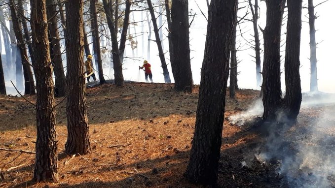Incendio forestal en Pinamar arrasó con bosques nativos y se investiga a un histórico desarrollador inmobiliario de haber iniciado el fuego