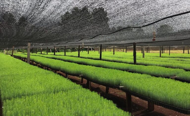 Misiones | Desde Puerto Rico, el vivero forestal Hillu Wald consolida su expansión en la zona garantizando calidad genética a los productores
