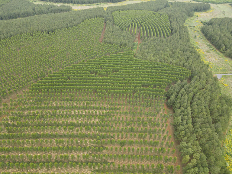 Tras 15 años de operaciones forestales bajo el sello FSC, Pomera Maderas Argentina re-certificó en gestión responsable