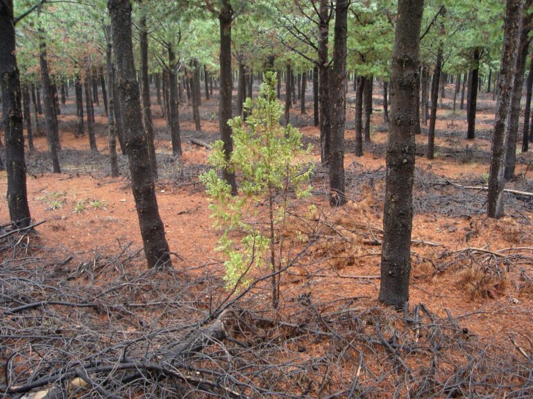 La plantación y la restauración forestal: cuando la protección del bosque ya no alcanza