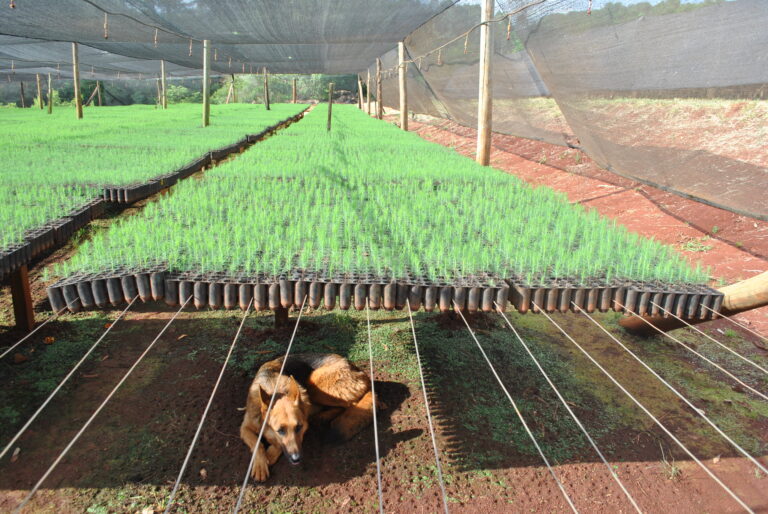 Promoción | Nueva reglamentación del Régimen de Inversiones para Bosques Cultivados de la Ley N° 25.080