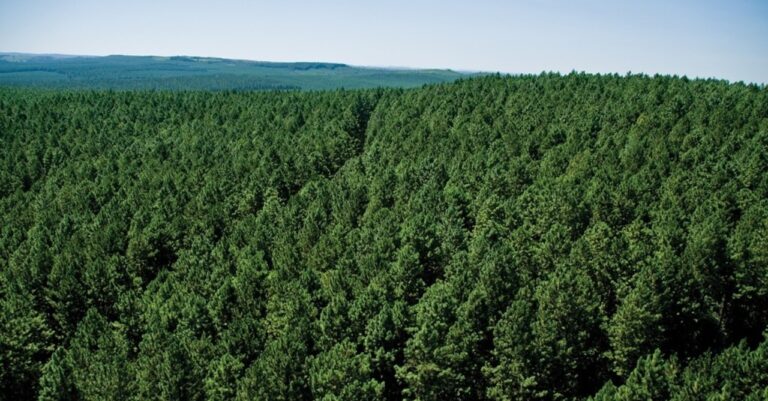 Brasil | Destacan inversiones millonarias en ejecución en el sector forestal: el sector privado aportará R$ 67 mil millones hasta 2028