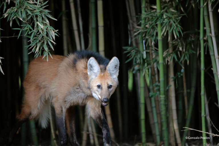 Conservación | Un cachorro de Aguará guazú fue rescatado, rehabilitado y reinsertado en su hábitad natural