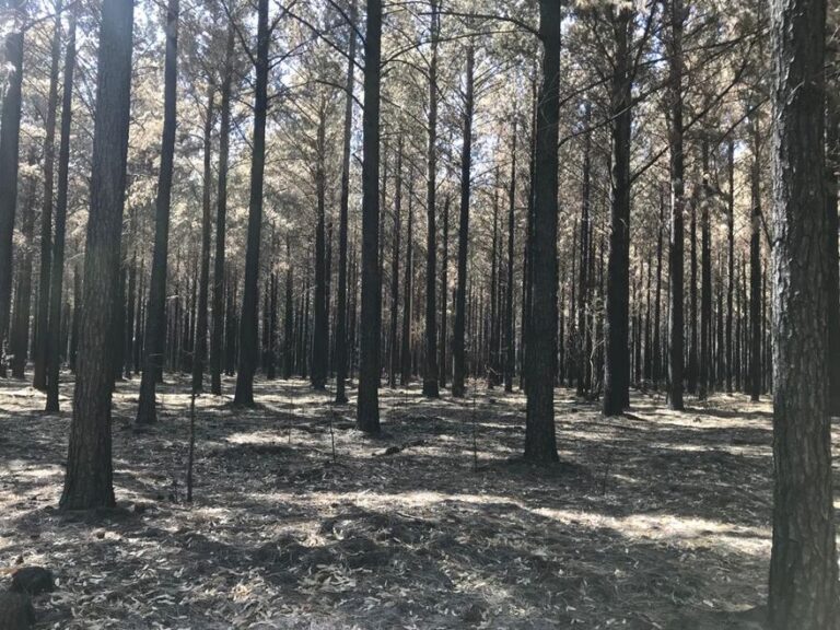 Entre Ríos: informe de la Sociedad Rural indica que productores perdieron $1.200 millones en los incendios forestales entre diciembre y enero
