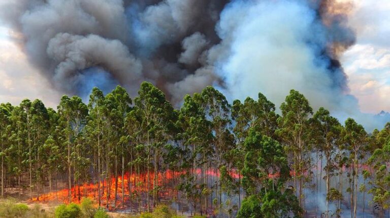#AlertaEntreRíos: Bomberos denunciaron que los múltiples incendios en Concordia serían intencionales