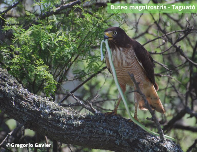 Biodiversidad: al menos un 23% de todas las especies de aves conocidas para Argentina habitan el Bajo Delta del Paraná