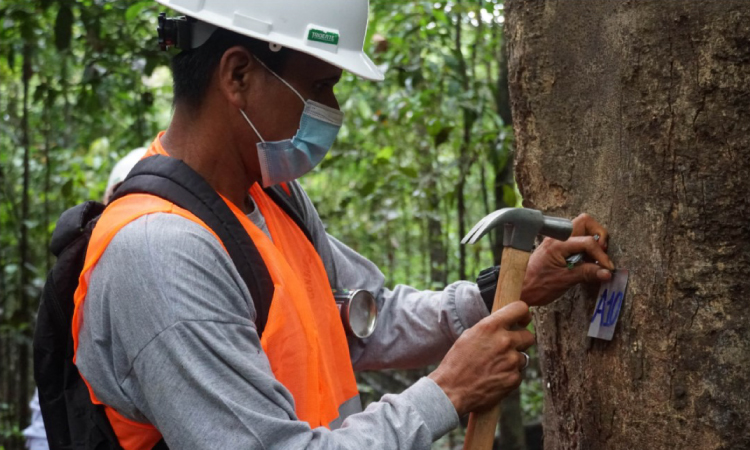 Perú: USAID y USFS becaron a 91 profesionales para un curso de gestión de carbono forestal para fortalecer la conservación de los bosques