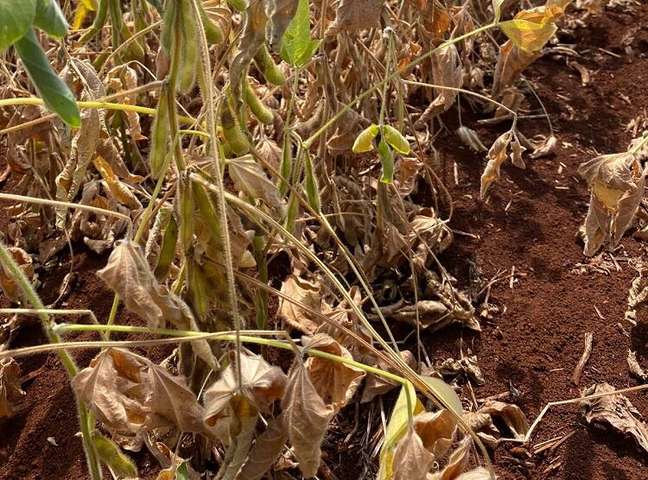 Brasil: más de 60 municipios declararon la situación de emergencia por la falta de lluvia en Rio Grande do Sul y hay más de 5 mil familias sin acceso al agua