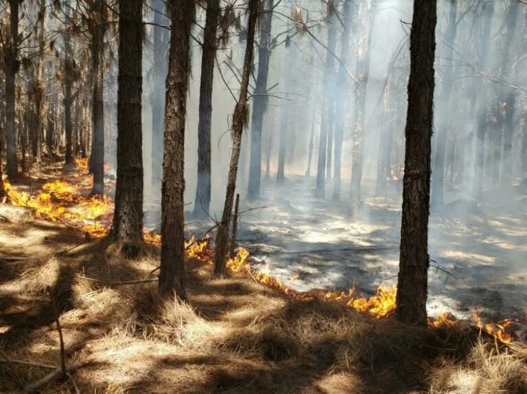 Incendios forestales en Corrientes: ciudadanos piden más información pública sobre daños y solicitan línea de denuncias «gratuita y anónima» para alertar sobre quemas ilegales