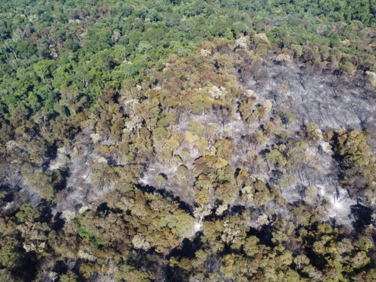 Misiones | Con gran esfuerzo y colaboración, lograron controlar la mayoría de los focos activos en la Reserva Guaraní, en Biosfera Yabotí