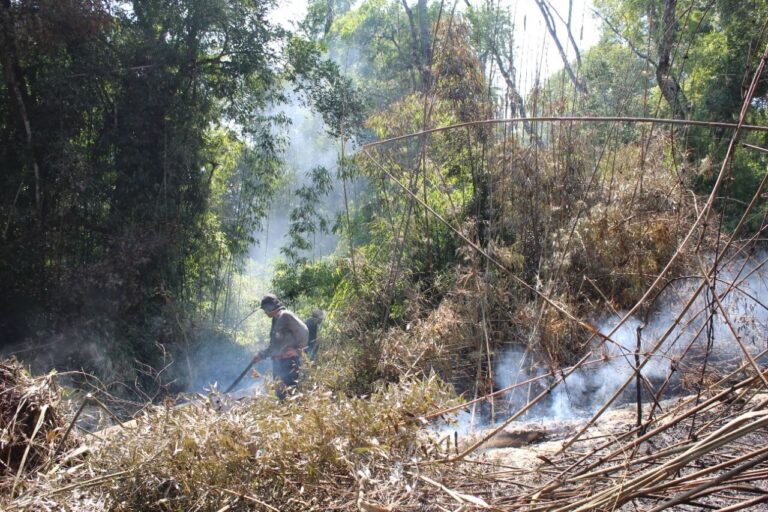 Incendios forestales en Misiones: estiman una pérdida de 715 hectáreas de selva en la Biosfera Yabotí, entre la Reserva Guaraní y lote 14 de Laharrague SA