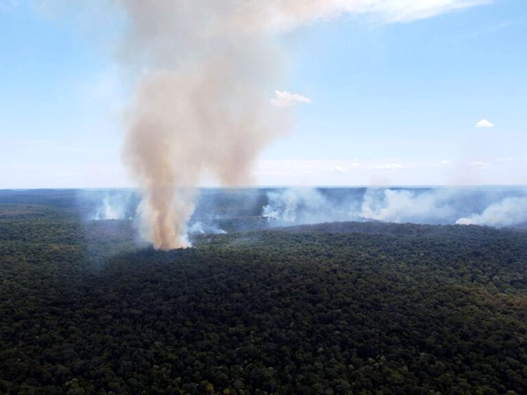 Misiones en llamas II: varios focos iniciados por cazadores furtivos arrasaron con más de 250 hectáreas de biodiversidad de la Selva Misionera en la Reserva Natural Guaraní