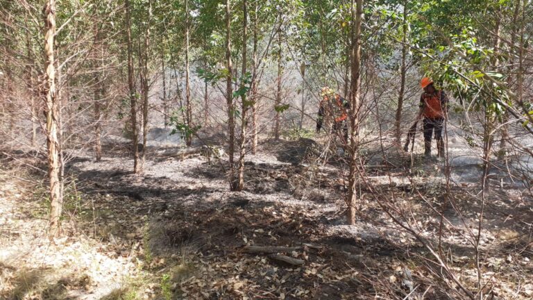 Incendios en Uruguay | Ganadería y Ambiente acordaron con forestales establecer distancia entre las plantaciones existentes con cercanía a poblaciones