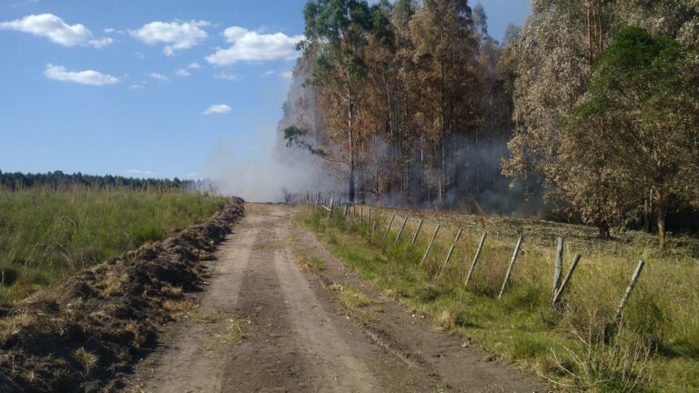 Alianza civil y científica busca frenar el avance de plantaciones forestales sobre las cuencas de agua críticas de Uruguay