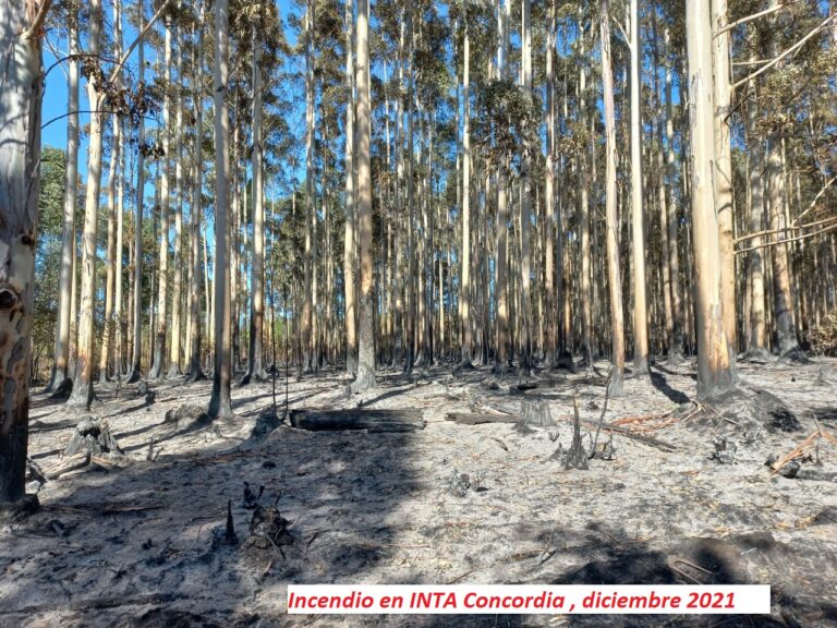 Qué hacer con las forestaciones y la madera afectada por el fuego