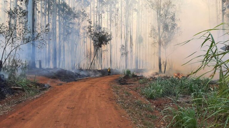 Alerta en Misiones | Luchan contra un voraz incendio en zona de pinares y bosques en Puerto Rico que ya se propagó a la costa paraguaya: hay 10 familias evacuadas