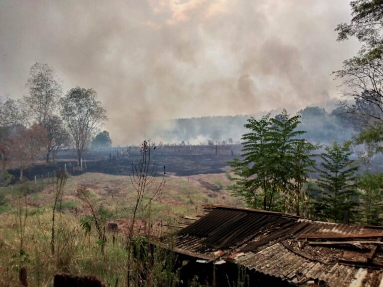Incendios en Misiones | Denuncian que en Caraguatay hay gente que prende fuego con la intención de dañar el monte y peligran lapachos centenarios