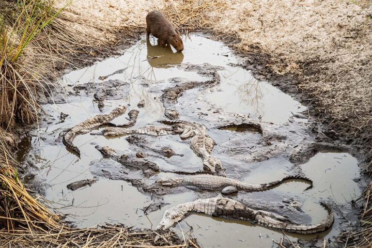Corrientes en llamas | Tras la emergencia ignea y agropecuaria, la provincia fue declarada «Zona de Catástrofe Ecológica y Ambiental»