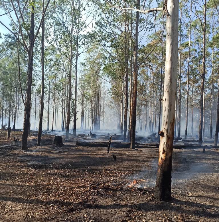 “Donde miro, hay fuego”: el desesperante relato de un exportador maderero correntino ante los incendios que desde el sábado avanzan en Santa Rosa