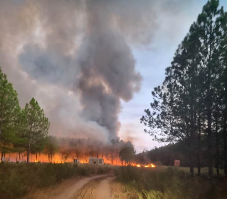 Carina Lanaro, empresaria forestal | «No tenemos más nada que hacer en Corrientes, perdimos todo en el incendio y nadie nos ayudó ni desde el gobierno de Corrientes ni Nación»