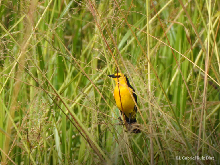 Conservación: después de 20 años avistaron nidos de tordos amarillos en la Reserva Urutaú, al sur de Misiones 