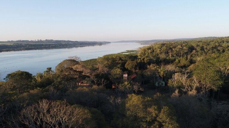 Ciencia y reforestación | ¿Especies Exóticas en la Restauración Forestal?