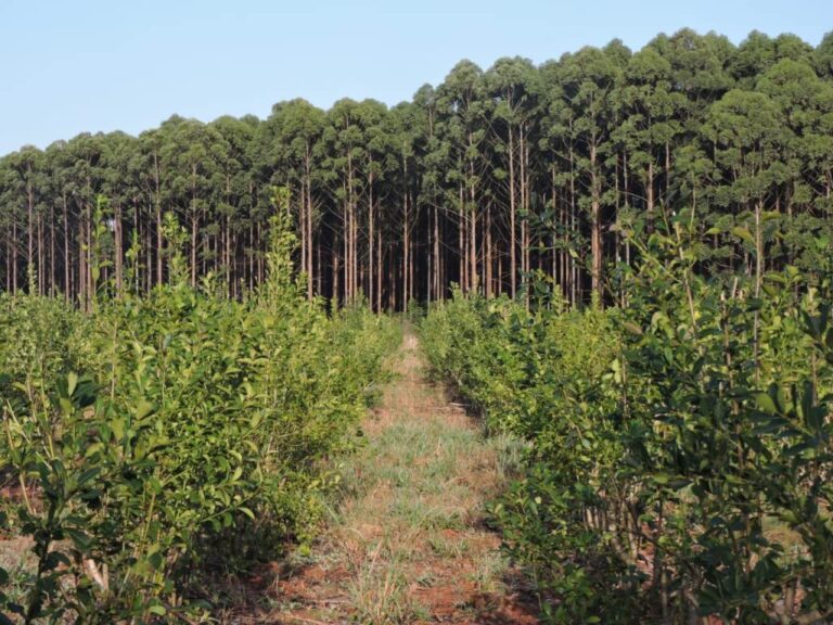 COP27 | Carbono forestal, una gran oportunidad para la Argentina de posicionarse como uno de los mercados a nivel regional y global de crecimiento internacional