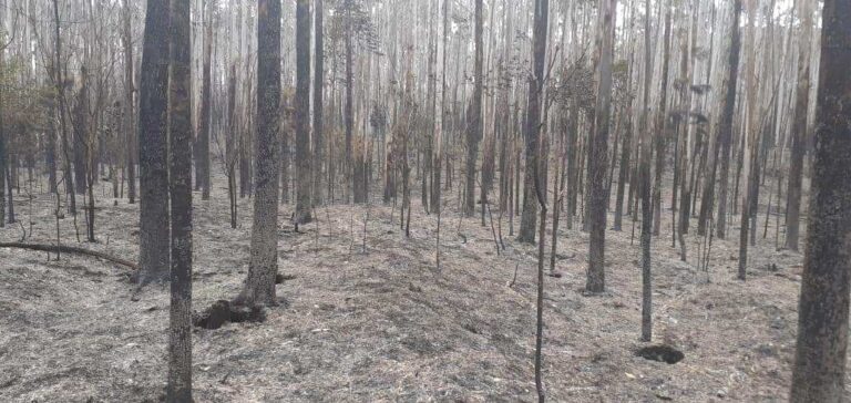 APICOFOM: «Se realiza un censo para cuantificar las pérdidas por los incendios y evaluar las estrategias de recuperación de la actividad»