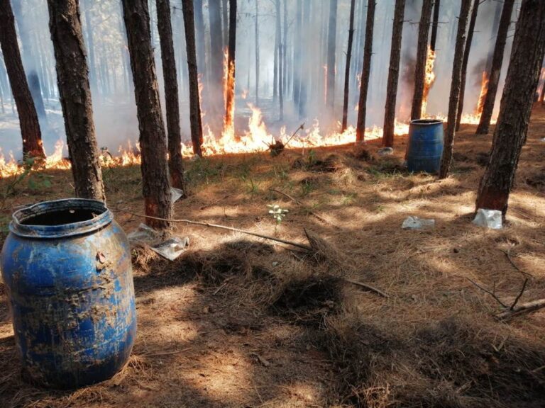 Misiones: millonarias pérdidas tras un incendio rural que en pocas horas arrasó con plantaciones de pino y producción de resina de un pequeño productor de Apóstoles