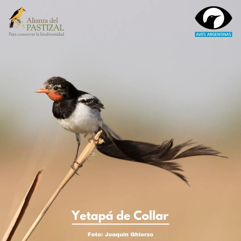 Corrientes en llamas | Aves Argentinas y The Nature Conservancy se solidarizan con toda la gente de la provincia