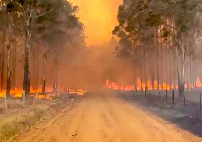 Corrientes en llamas | «Se perdieron 40 mil hectáreas forestadas en los incendios y desde la Sociedad Rural estiman pérdidas productivas por más de $ 60 mil millones»