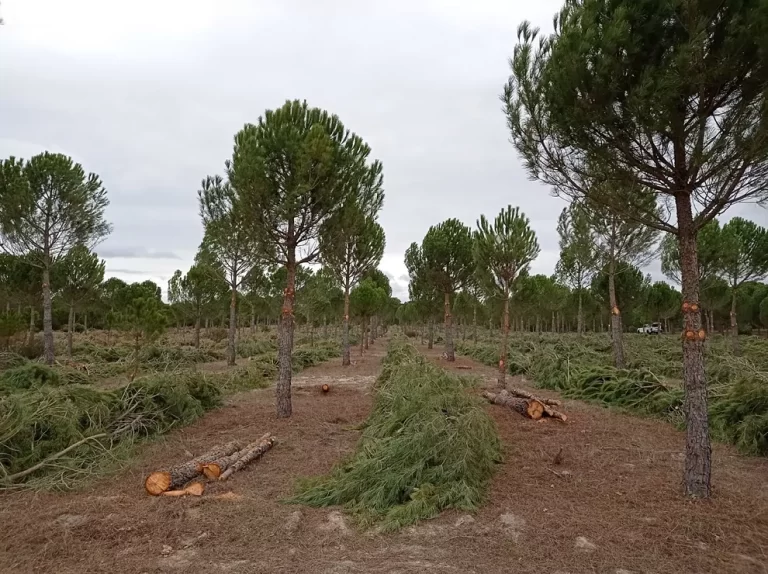 Gestionando la biomasa forestal se reduce el riesgo de incendios, se genera energìa limpia y más empleo rural