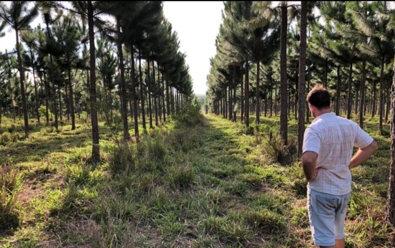 La incógnita del destino del sector forestal