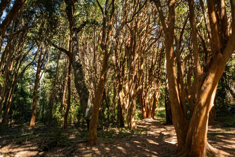 Crearon la Intendencia del Parque Nacional Los Arrayanes en Villa La Angostura