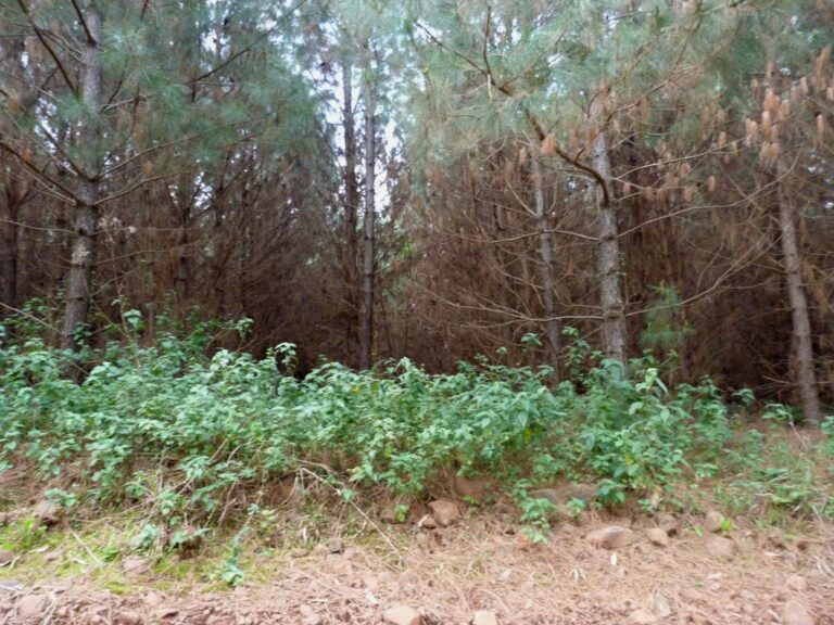 Kaapuera: «Frente a los incendios y la falta de agua, la presencia masiva de especies forestales foráneas no es una alternativa válida para quienes vivimos en Misiones»