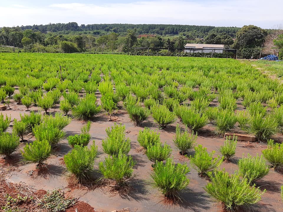 Genética forestal | Pindó, una historia de crecimiento movilizada por su espíritu pionero en investigación y una fuerte pasión por la innovación