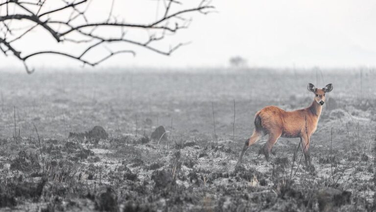 Corrientes | Investigadores del CONICET determinaron el grado de severidad de daño del incendio de 2022 que afectó 250 mil hectáreas de la reserva del Iberá